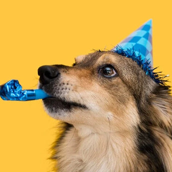 Pet Birthdays