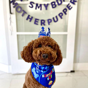 Dog Birthday Bandana Set - Boy