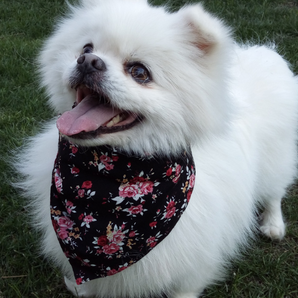 Adjustable Triangle Bandana